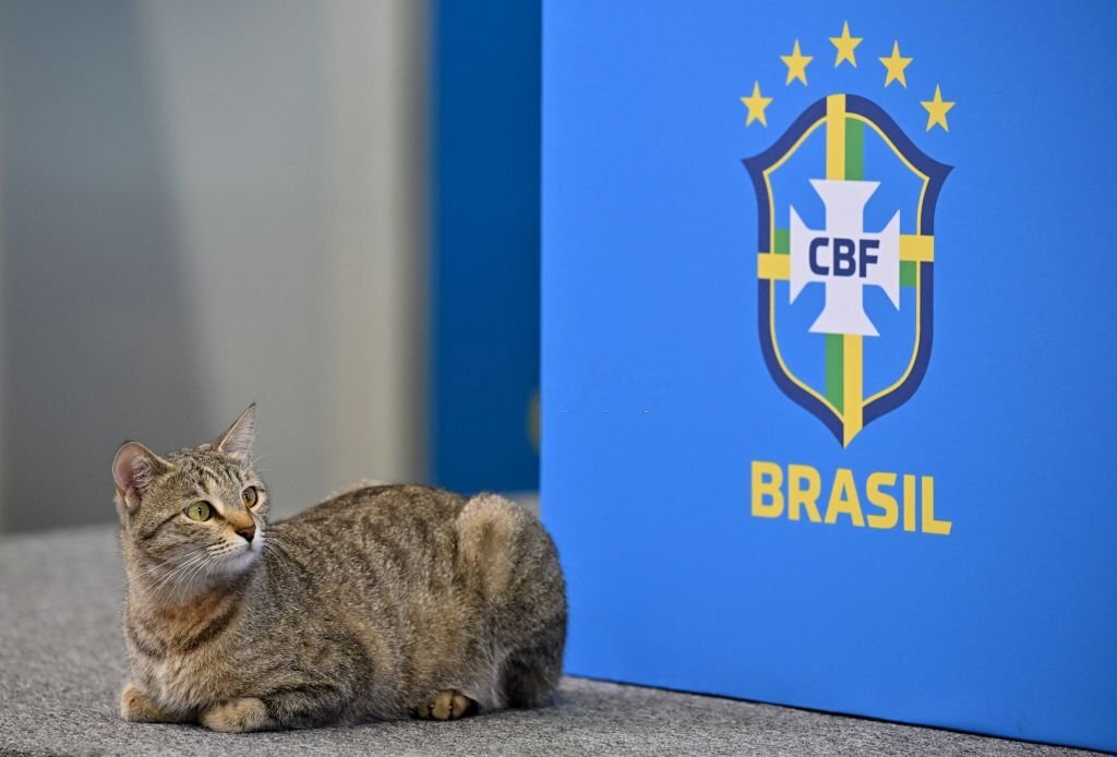 Croatia vs Brazil, FIFA World Cup 2022, Brazil Press conference, Vinicius Jr. Press Conference, Brazil officer abuse cat, Brazil National Team, Vinicius Jr